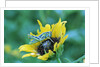 Grasshopper on Sunflower by Anonymous