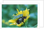 Grasshopper on Sunflower by Anonymous