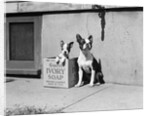 Boston Bulldog and Puppy by Anonymous