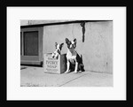 Boston Bulldog and Puppy by Anonymous