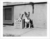Boston Bulldog and Puppy by Anonymous