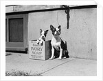 Boston Bulldog and Puppy by Anonymous