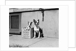 Boston Bulldog and Puppy by Anonymous