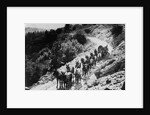 Pack Of Team Mules Going Through Sonora Pass by Corbis