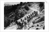 Pack Of Team Mules Going Through Sonora Pass by Corbis