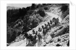 Pack Of Team Mules Going Through Sonora Pass by Corbis