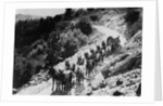 Pack Of Team Mules Going Through Sonora Pass by Corbis