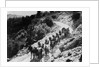 Pack Of Team Mules Going Through Sonora Pass by Corbis