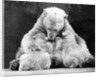 Polar Bear With Her Babies by Anonymous