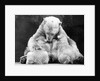 Polar Bear With Her Babies by Anonymous