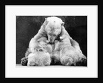 Polar Bear With Her Babies by Anonymous