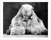 Polar Bear With Her Babies by Anonymous