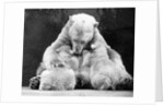 Polar Bear With Her Babies by Anonymous