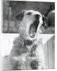 Dog Yawning by Anonymous
