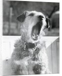 Dog Yawning by Anonymous