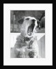Dog Yawning by Anonymous