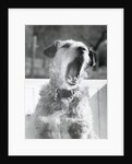 Dog Yawning by Anonymous