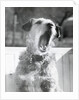 Dog Yawning by Anonymous