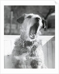 Dog Yawning by Anonymous