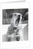 Dog Yawning by Anonymous