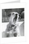Dog Yawning by Anonymous