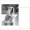 Dog Yawning by Anonymous