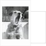 Dog Yawning by Anonymous