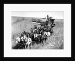 Farmers Use Horse Driven Harvester by Anonymous