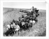 Farmers Use Horse Driven Harvester by Anonymous