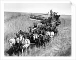 Farmers Use Horse Driven Harvester by Anonymous