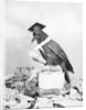 Bird with Glasses, Hat, and Folded Paper by Anonymous