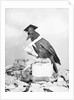 Bird with Glasses, Hat, and Folded Paper by Anonymous