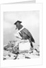 Bird with Glasses, Hat, and Folded Paper by Anonymous
