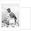 Bird with Glasses, Hat, and Folded Paper by Anonymous