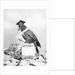 Bird with Glasses, Hat, and Folded Paper by Anonymous