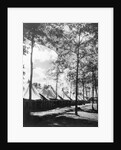 View Of Army Tents And Trees by Anonymous