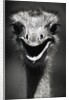 Ostrich Head by Anonymous