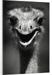 Ostrich Head by Anonymous