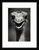 Ostrich Head by Anonymous