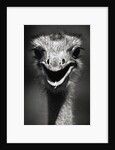 Ostrich Head by Anonymous