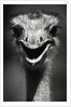 Ostrich Head by Anonymous