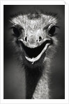 Ostrich Head by Anonymous