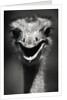 Ostrich Head by Anonymous
