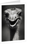 Ostrich Head by Anonymous