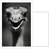 Ostrich Head by Anonymous