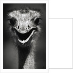 Ostrich Head by Anonymous