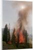 Trees Burning In Forest Fire by Anonymous