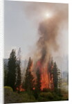 Trees Burning In Forest Fire by Anonymous