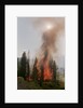 Trees Burning In Forest Fire by Anonymous