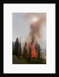 Trees Burning In Forest Fire by Anonymous